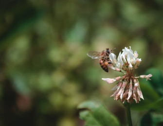 Miel de Flor de Tamarindo 500 ml - Montelargo