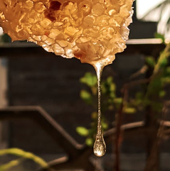 Miel de Girasol(1.2 kg/2.64lbs) 