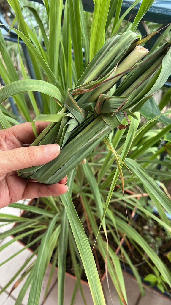 Hierba limón fresca - Manojo (100 gr / 0.22lb aprox) 