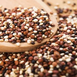 Quinoa tricolor (500gr/1.1lbss) - Huerto del carmen