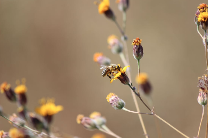 Honey - Multiflower flower 1 LT  - Montelargo