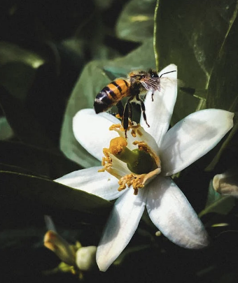 Honey Lemon blossom  (700 ml ) 