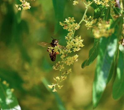Honey - Avocato Flower 500 ml