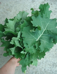 Syberian Kale ( Bunch)