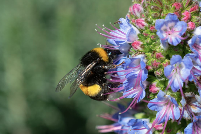 Miel de Flor mango 1 LT  - Montelargo