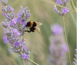 Honey - wild sage flower 1 LT 