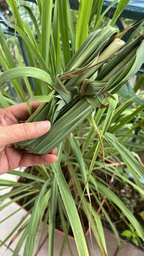 lemon grass - Bunch (50 gr / 0.11lb aprox)