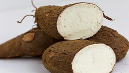 Cassava (0.5 kg / 1.1lbs) 